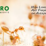 How Long Do Ant Farms Last on Average?