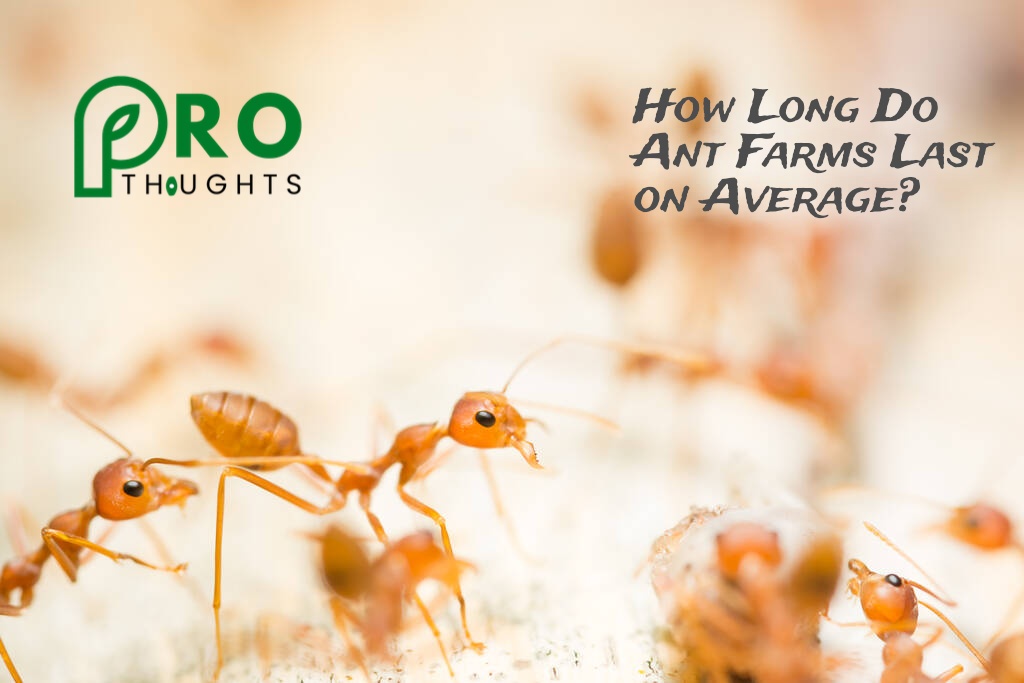 How Long Do Ant Farms Last on Average?