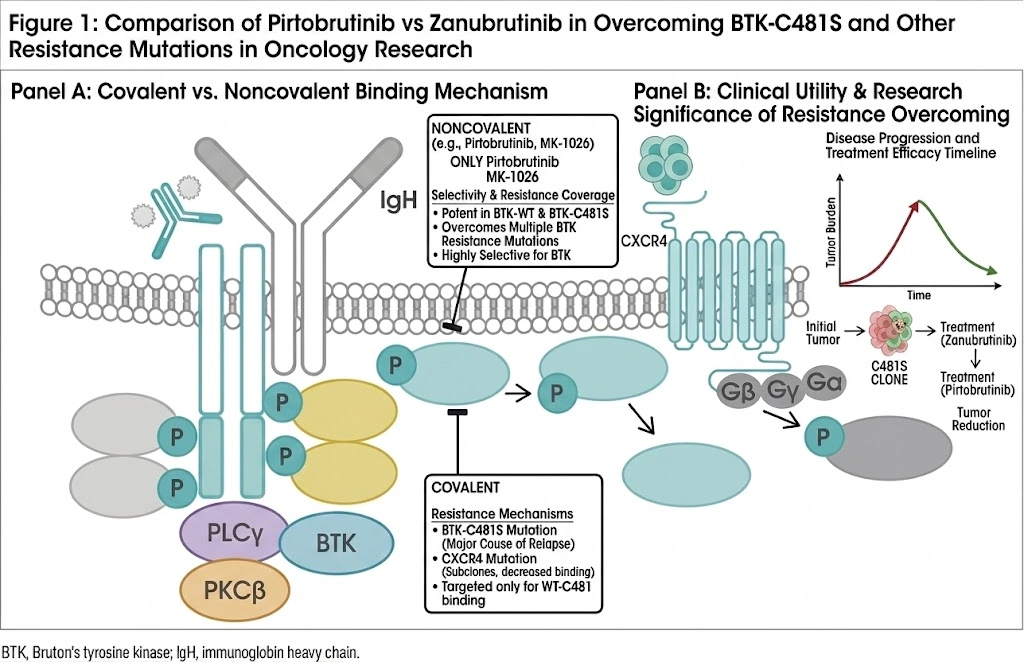 The Growing Importance of Pirtobrutinib vs Zanubrutinib in Oncology Research